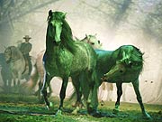 Frühling - Freiheit der Karthäuserhengste